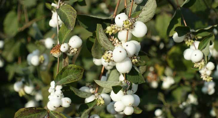 Zweig mit grünen Blättern und weißen, kugelförmigen Beeren